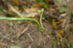 Asplenium flabellifolium. Bulbil rooting at the end of extended rachis.
 Image: L.R. Perrie © Te Papa CC BY-NC 3.0 NZ